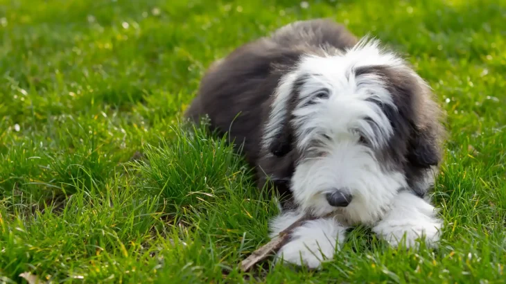 Bearded Collie Dog photo