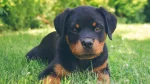 Beauceron Dog photo