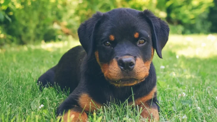 Beauceron Dog photo