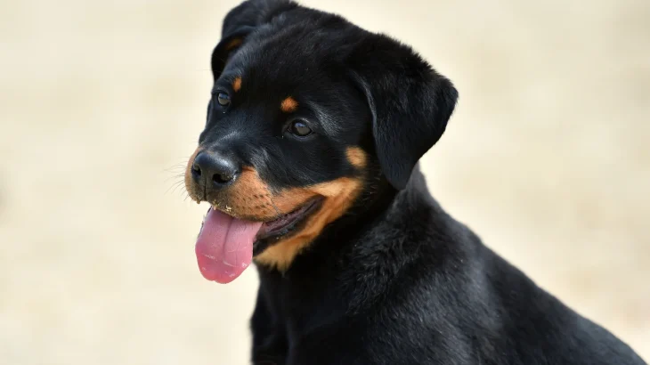 Beauceron Dog photo
