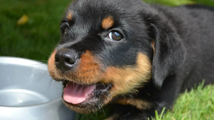 Beauceron Dog photo