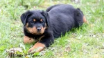 Beauceron Dog photo