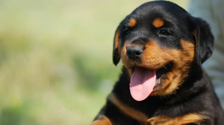 Beauceron Dog photo