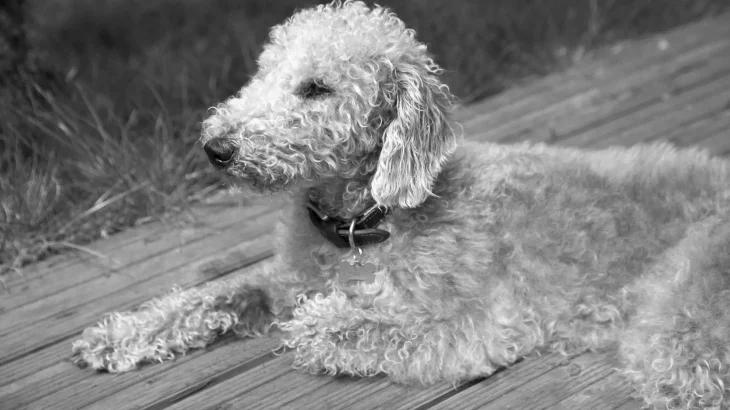 Bedlington Terrier Dog photo