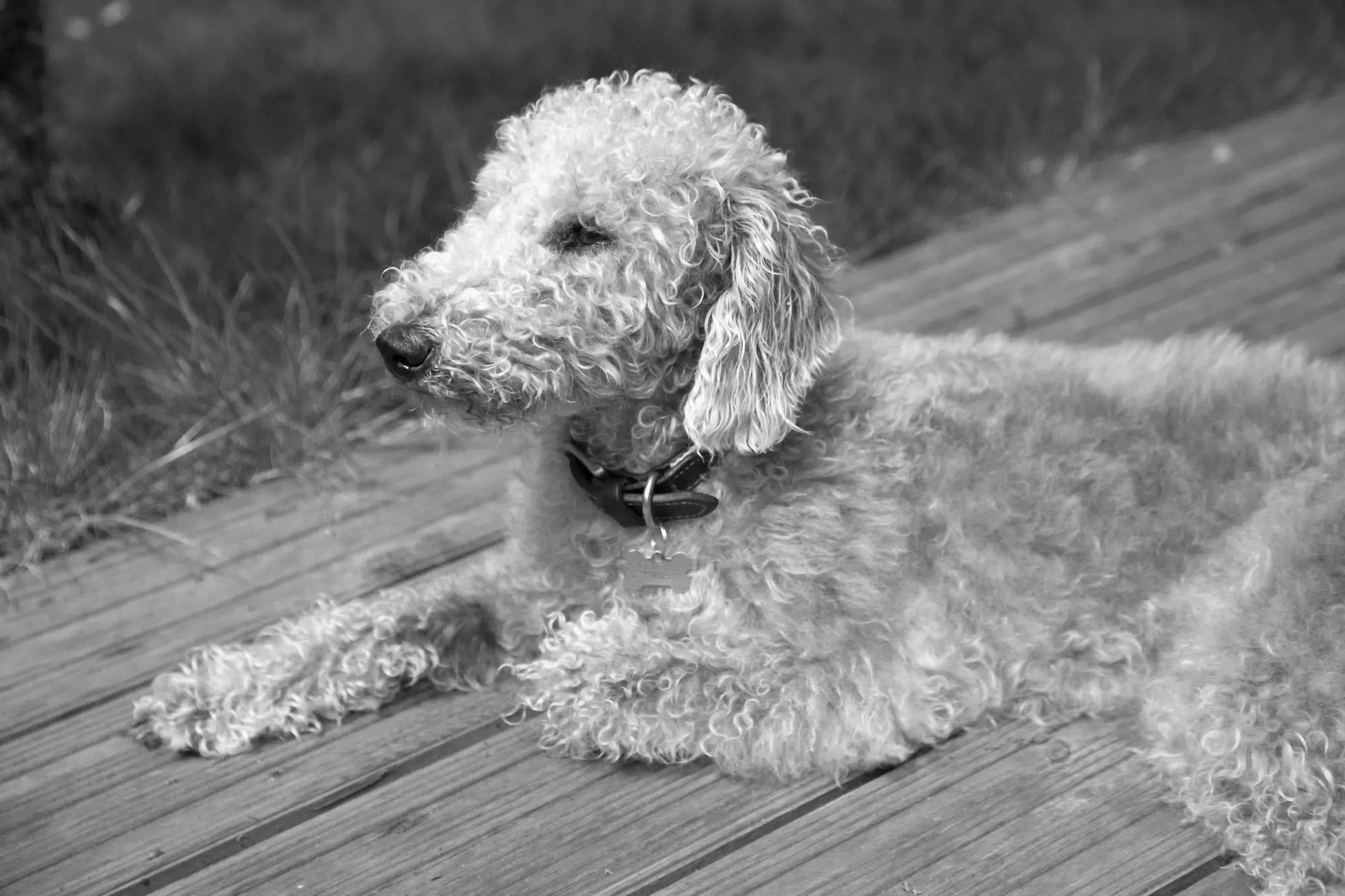 Terrier de Bedlington Dog photo