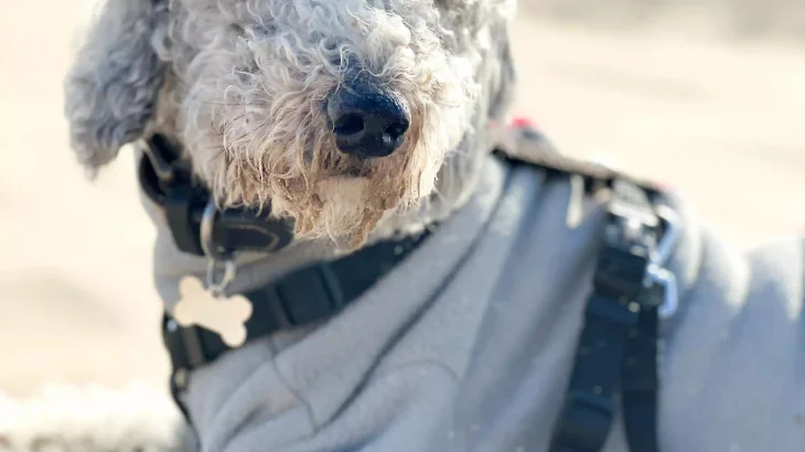 Bedlington Terrier Dog photo
