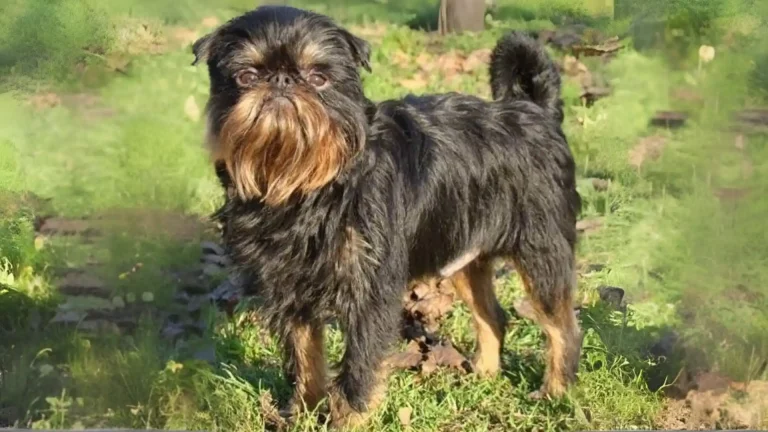 Belgian Griffons Dog photo