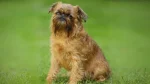 Belgian Griffons Dog photo