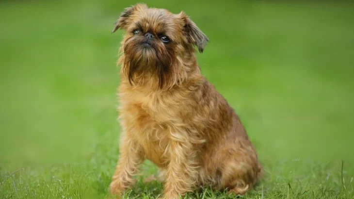 Belgian Griffons Dog photo