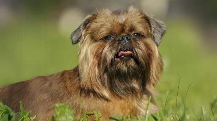 Belgian Griffons Dog photo