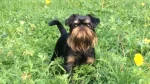 Belgian Griffons Dog photo