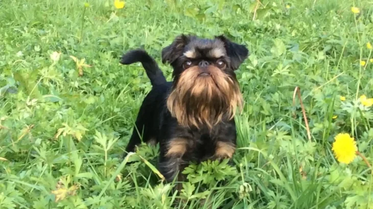 Belgian Griffons Dog photo