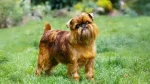 Belgian Griffons Dog photo