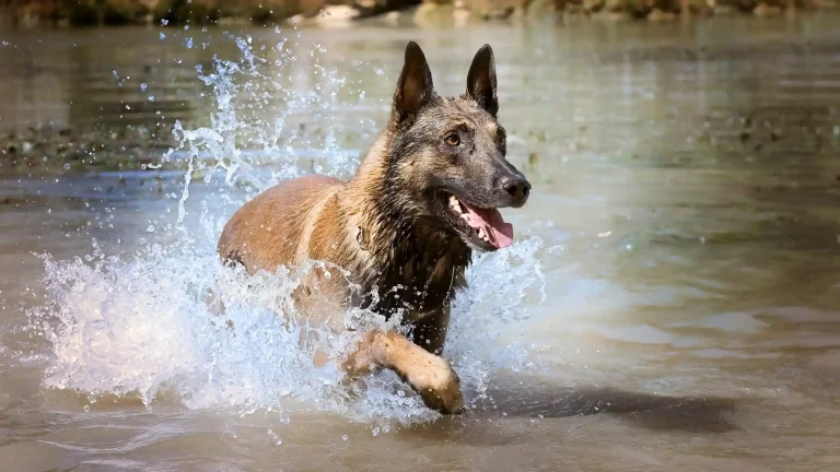 Belgischer Schäferhund Malinois Dog photo