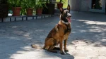 Belgischer Schäferhund Malinois Dog photo