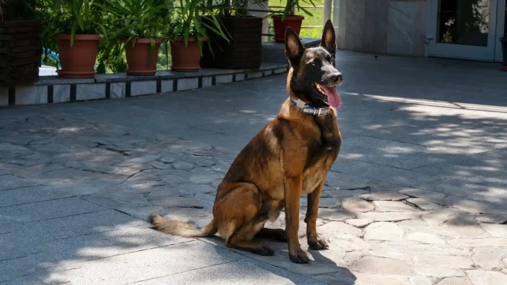 Belgischer Schäferhund Malinois Dog photo