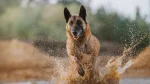 Belgischer Schäferhund Malinois Dog photo