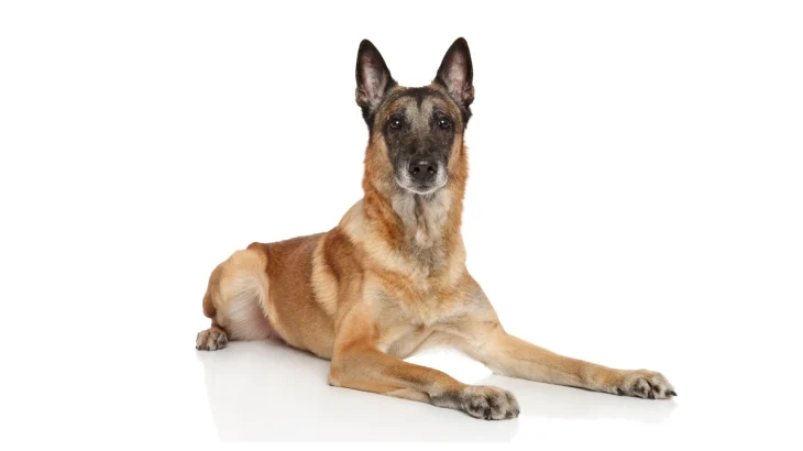 Belgischer Schäferhund Malinois Dog photo