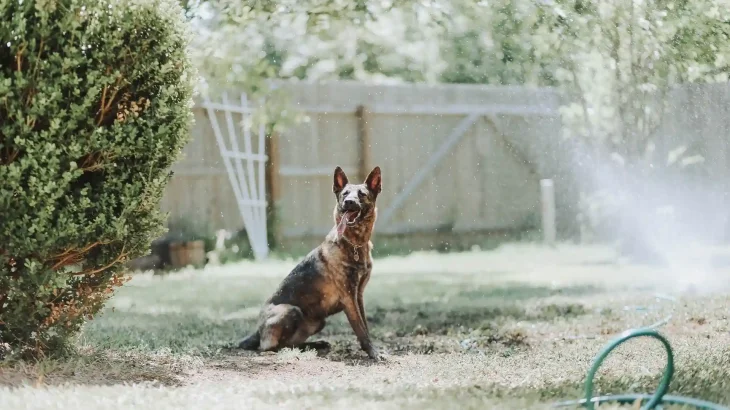 Belgischer Schäferhund Malinois Dog photo