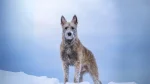 Belgian Shepherd Laekenois Dog photo