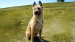 Belgian Shepherd Laekenois Dog photo