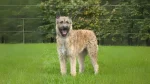 Belgian Shepherd Laekenois Dog photo