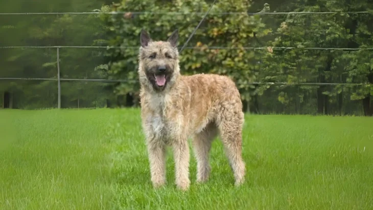 Belgian Shepherd Laekenois Dog photo