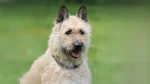 Belgian Shepherd Laekenois Dog photo