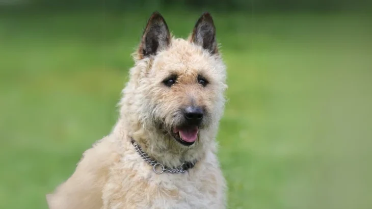 Belgian Shepherd Laekenois Dog photo