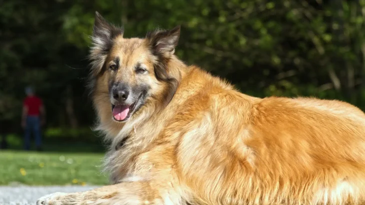 Belgian Shepherd Tervuren Dog photo