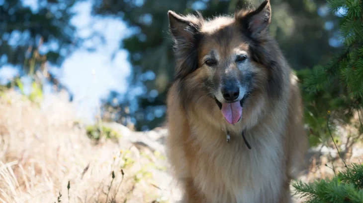 Belgian Shepherd Tervuren Dog photo