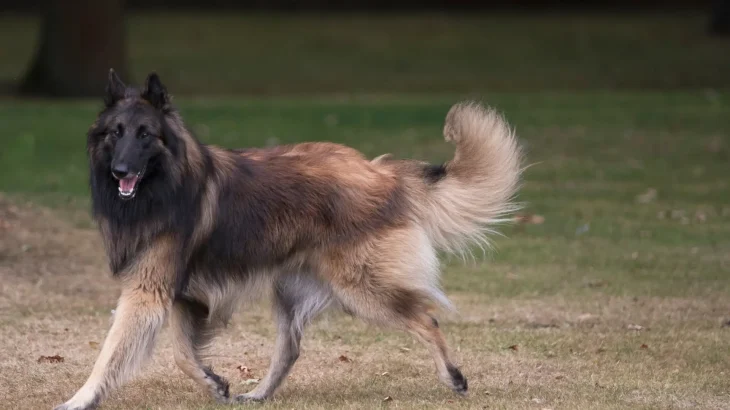 Belgian Shepherd Tervuren Dog photo