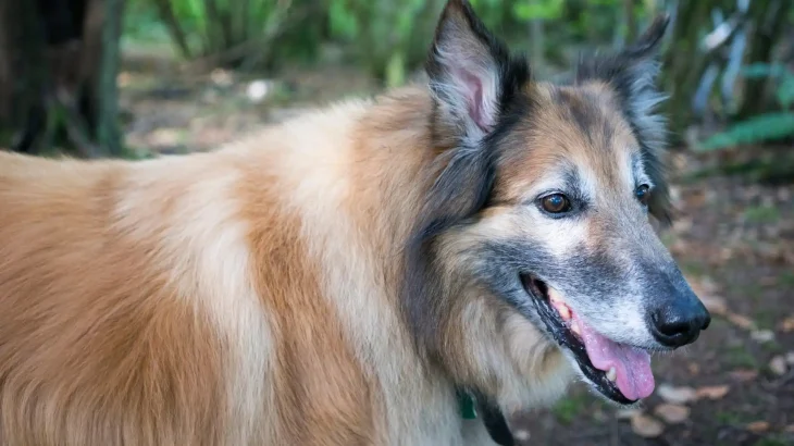 Belgian Shepherd Tervuren Dog photo