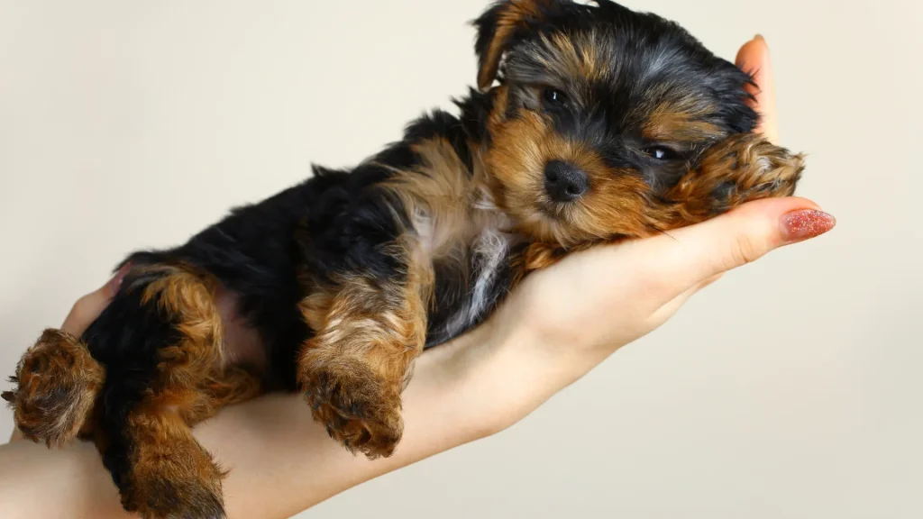 Belgrade Terrier Dog photo