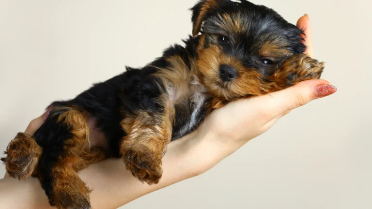 Belgrade Terrier Dog photo