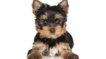 Belgrade Terrier Dog photo