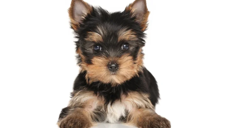 Belgrade Terrier Dog photo