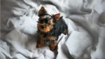 Belgrade Terrier Dog photo