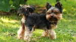 Belgrade Terrier Dog photo