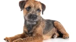 Belgrade Terrier Dog photo