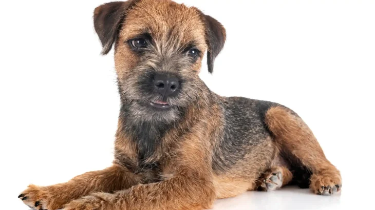 Belgrade Terrier Dog photo
