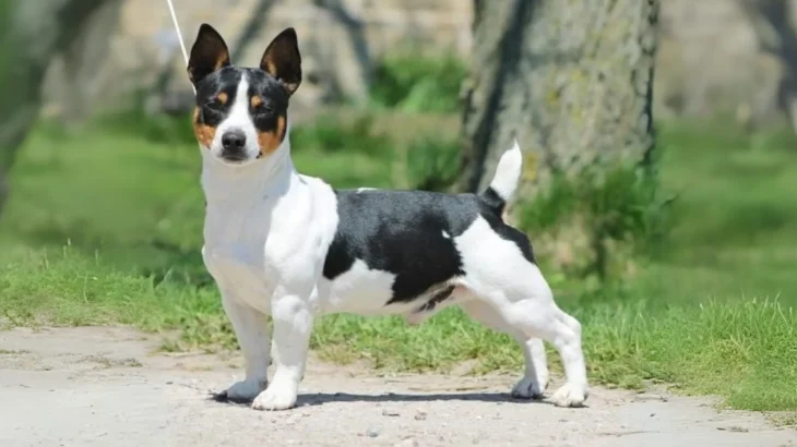 Bench-legged Feist Dog photo