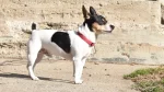 Bench-legged Feist Dog photo