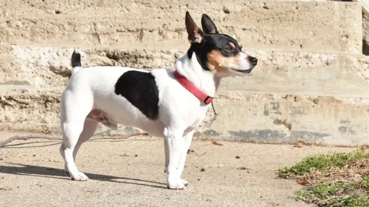 Bench-legged Feist Dog photo