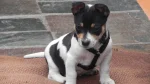 Bench-legged Feist Dog photo