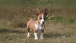Bench-legged Feist Dog photo