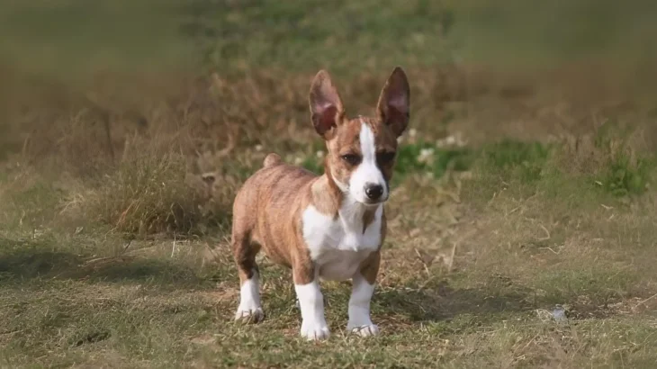 Bench-legged Feist Dog photo