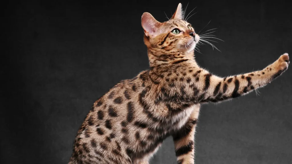 Bengal Cat photo