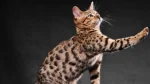 Bengal Cat photo