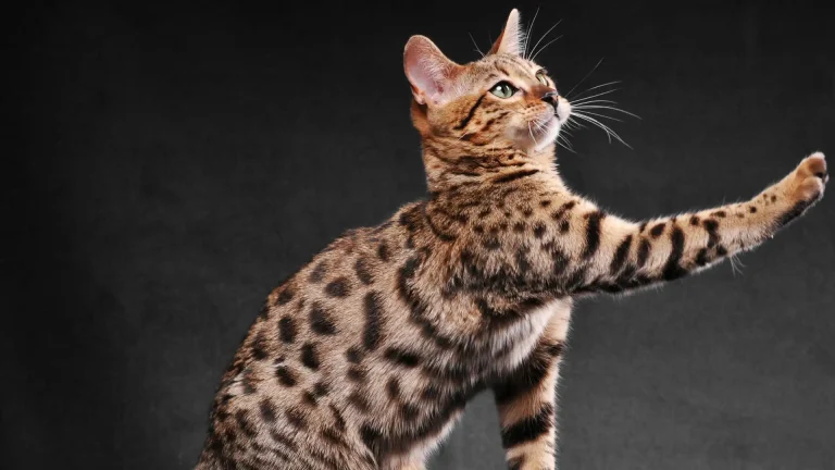 Bengal Cat photo